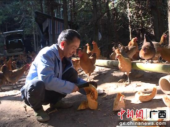 邓才亮给鸡喂南瓜。 邓才亮给鸡喂南瓜。
