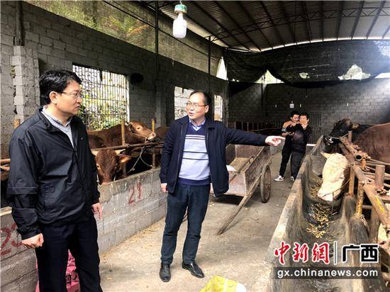 参观走访长富养牛 参观走访长富养牛