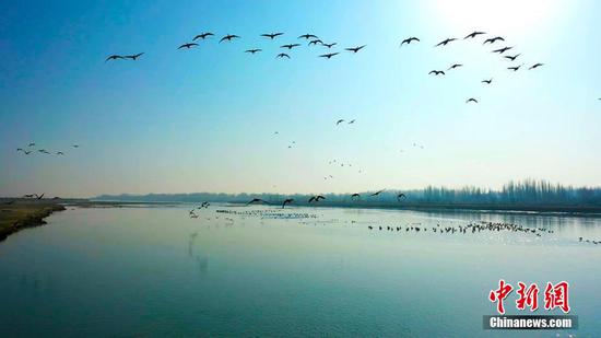 新疆塔里木河支流阿瓦提河段成为鸟类栖息乐园