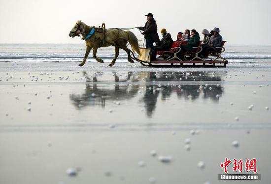 新疆冰雪季 马拉爬犁在博斯腾湖冰面上驰骋