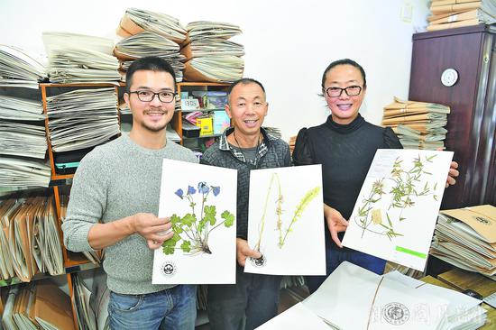 两种翠雀花首次在新疆发现 其一将命名为“昭苏翠雀花”