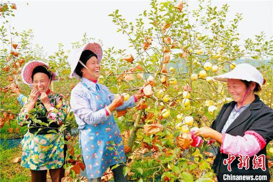 资料图:长顺高钙苹果喜获大丰收。贵州省委宣传部供图 资料图:长顺高钙苹果喜获大丰收。贵州省委宣传部供图