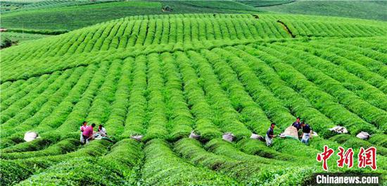 资料图:湄潭茶场。 谢强 摄 资料图:湄潭茶场。 谢强 摄