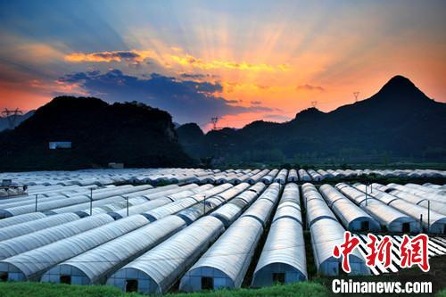 资料图。图为关岭供港澳蔬菜基地。 陈志浩 摄 资料图。图为关岭供港澳蔬菜基地。 陈志浩 摄