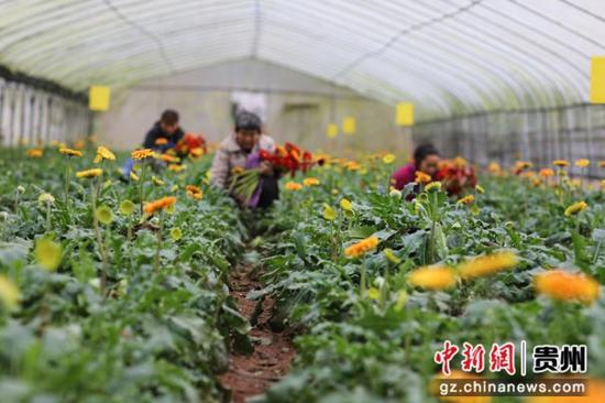 贵州省赤水市宝源乡联奉村的村民在大棚内采收非洲菊。 王长育 摄 贵州省赤水市宝源乡联奉村的村民在大棚内采收非洲菊。 王长育 摄