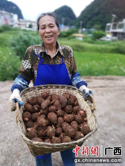 贫困村更村小香芋通过移动电商平台上市销售,农户喜笑颜开。 贫困村更村小香芋通过移动电商平台上市销售,农户喜笑颜开。