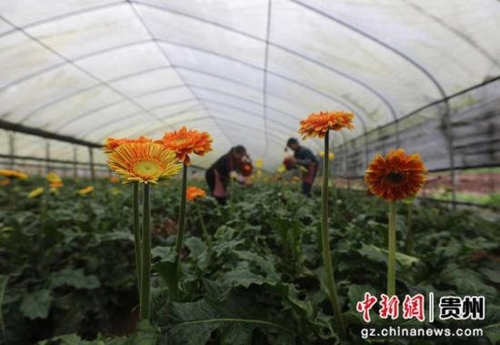 贵州省赤水市宝源乡联奉村的村民在大棚内采收非洲菊。 王长育 摄 贵州省赤水市宝源乡联奉村的村民在大棚内采收非洲菊。 王长育 摄