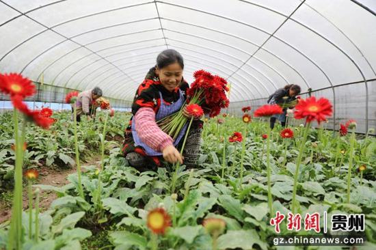 贵州省赤水市宝源乡联奉村的村民在大棚内采收非洲菊。 王长育 摄 贵州省赤水市宝源乡联奉村的村民在大棚内采收非洲菊。 王长育 摄