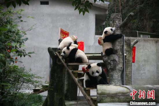大熊猫“四世同堂”迎春节 熊猫幼仔携礼给“曾祖母”拜年