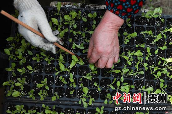 贵州玉屏生菜育苗助春耕 贵州玉屏生菜育苗助春耕