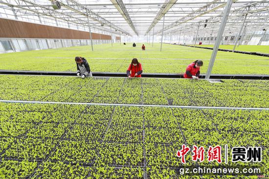 贵州玉屏生菜育苗助春耕 贵州玉屏生菜育苗助春耕