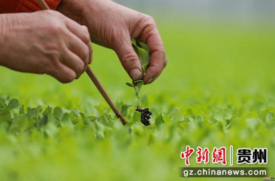 贵州玉屏生菜育苗助春耕 贵州玉屏生菜育苗助春耕