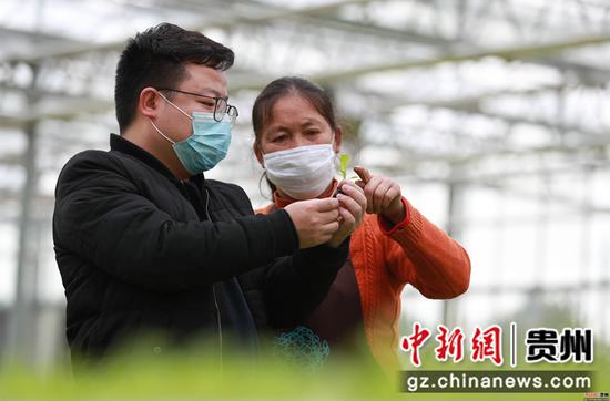 贵州玉屏生菜育苗助春耕 贵州玉屏生菜育苗助春耕