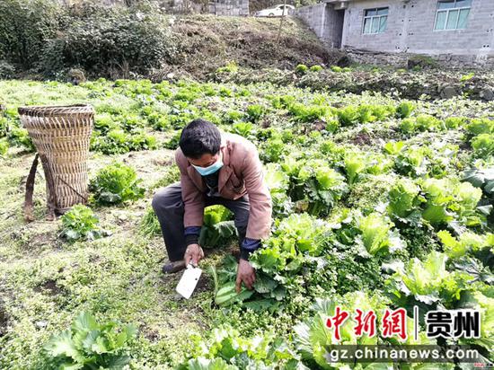 毕节市七星关区普宜镇道角村的村民正在地里收割大白菜 毕节市七星关区普宜镇道角村的村民正在地里收割大白菜