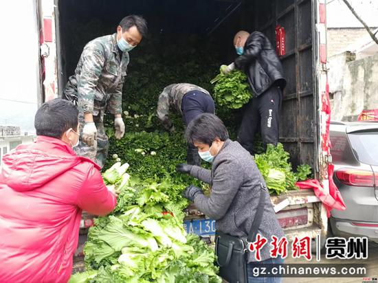 毕节市七星关区普宜镇道角村的村民正在把大白菜装进货车 毕节市七星关区普宜镇道角村的村民正在把大白菜装进货车