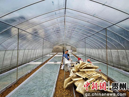 烤烟育苗基地搭建的大棚 烤烟育苗基地搭建的大棚