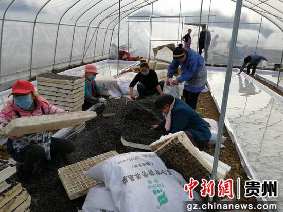 村民正在着手烤烟育苗工作 村民正在着手烤烟育苗工作