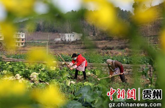 黔西镇有多少人口_黔西镇雨朵镇农村图片(2)