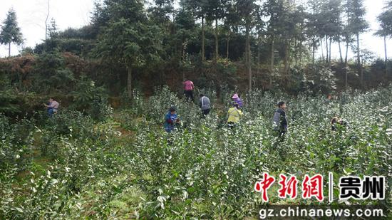贞丰长田镇人口_贞丰糯米饭图片(3)