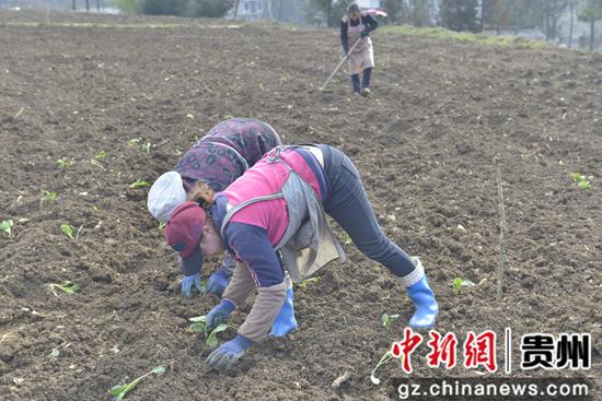 百納鄉龍坪村春耕 百納鄉龍坪村春耕