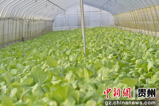 百納鄉龍坪村春耕 百納鄉龍坪村春耕