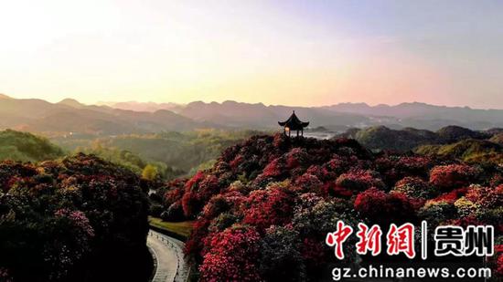 百里杜鵑景區 百里杜鵑景區