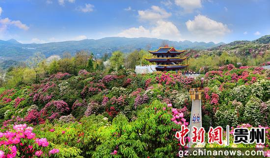百里杜鵑景區 百里杜鵑景區