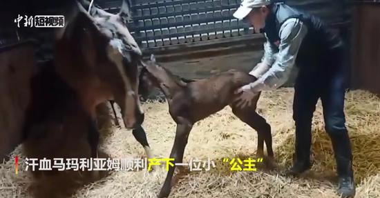 新疆古生態園汗血馬喜添新丁