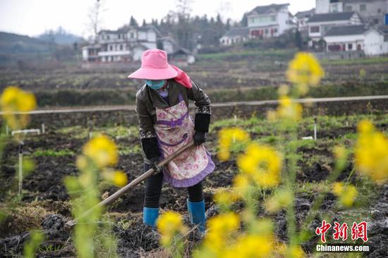 2月18日,贵州黔西林泉镇农户在田间松土。雨水时节将至,贵州省毕节市黔西县的农户在做好疫情防控的同时,抢抓农时,对辣椒、花卉苗木基地开展育苗、松土等春耕作业。中新社记者 瞿宏伦 摄 2月18日,贵州黔西林泉镇农户在田间松土。雨水时节将至,贵州省毕节市黔西县的农户在做好疫情防控的同时,抢抓农时,对辣椒、花卉苗木基地开展育苗、松土等春耕作业。中新社记者 瞿宏伦 摄