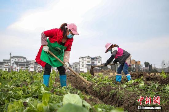 2月18日,贵州黔西林泉镇农户在田间松土。雨水时节将至,贵州省毕节市黔西县的农户在做好疫情防控的同时,抢抓农时,对辣椒、花卉苗木基地开展育苗、松土等春耕作业。中新社记者 瞿宏伦 摄 2月18日,贵州黔西林泉镇农户在田间松土。雨水时节将至,贵州省毕节市黔西县的农户在做好疫情防控的同时,抢抓农时,对辣椒、花卉苗木基地开展育苗、松土等春耕作业。中新社记者 瞿宏伦 摄