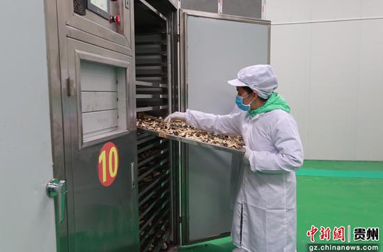 平塘黔茸菌业发展有限责任公司工人正在烘干松茸 平塘黔茸菌业发展有限责任公司工人正在烘干松茸