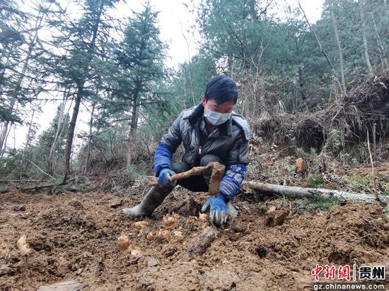 贵州毕节七星关区杨家湾镇:抢抓时节种天麻防疫春耕两不误