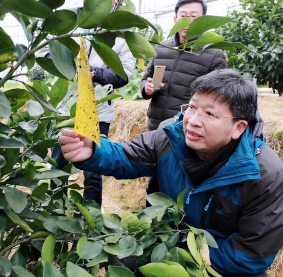 2小时40万斤"柑橘院士"点赞浙江柯城网络卖橘