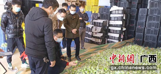 平南县县长杨大东对滞销的大青枣开展调研 平南县县长杨大东对滞销的大青枣开展调研
