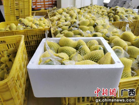 图为平南县优质大青枣