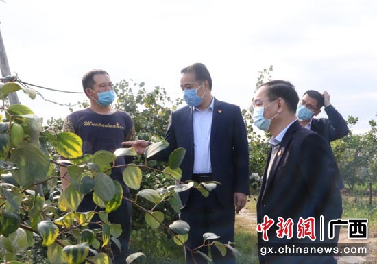 平南县委书记周仕志在大青枣基地调研 平南县委书记周仕志在大青枣基地调研