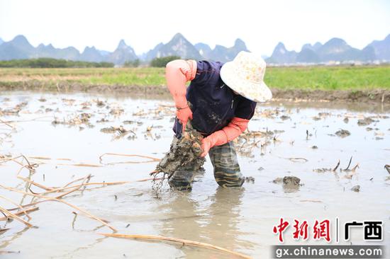 农民正在种藕。 谢灿敏 摄 农民正在种藕。 谢灿敏 摄