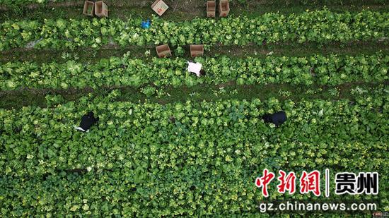 2月24日,村民在貴州省榕江縣車江大壩蔬菜基地里采摘菜苔 王炳真 攝 2月24日,村民在貴州省榕江縣車江大壩蔬菜基地里采摘菜苔 王炳真 攝