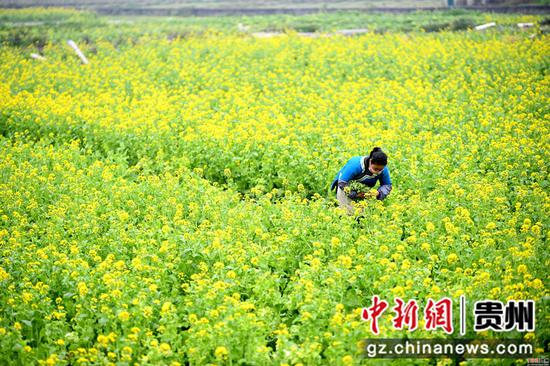 2月24日,一名婦女在貴州省榕江縣車江大壩蔬菜基地里采摘菜苔。 王炳真 攝 2月24日,一名婦女在貴州省榕江縣車江大壩蔬菜基地里采摘菜苔。 王炳真 攝