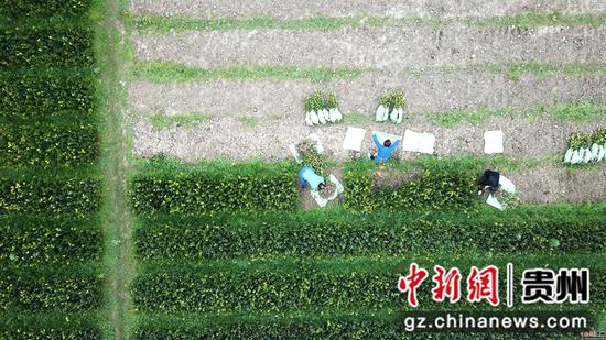 2月24日,村民在貴州省榕江縣忠誠鎮油茶苗基地里勞作。王炳真 攝 2月24日,村民在貴州省榕江縣忠誠鎮油茶苗基地里勞作。王炳真 攝
