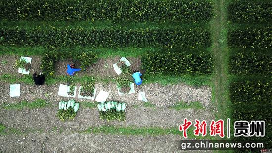 2月24日,村民在貴州省榕江縣忠誠鎮油茶苗基地里勞作。王炳真 攝 2月24日,村民在貴州省榕江縣忠誠鎮油茶苗基地里勞作。王炳真 攝