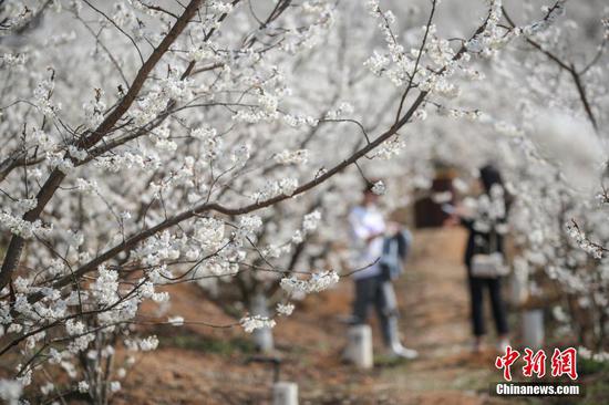 2月25日，游客在樱桃园内游览。近日，贵州省毕节市纳雍县的万亩樱桃花竞相绽放，吸引部分民众前去游玩观赏。 中新社记者 瞿宏伦 摄