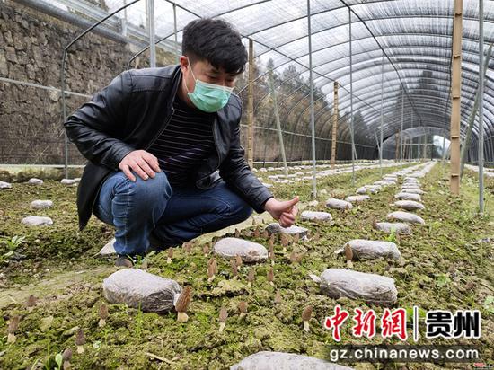 图为龙河村副支书李正彪在查看羊肚菌长势 图为龙河村副支书李正彪在查看羊肚菌长势