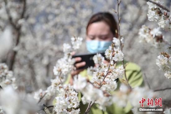 2月25日，游客用手机拍摄樱桃花。近日，贵州省毕节市纳雍县的万亩樱桃花竞相绽放，吸引部分民众前去游玩观赏。 中新社记者 瞿宏伦 摄