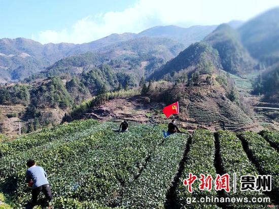 脚尧茶园管护人正在修剪茶树 脚尧茶园管护人正在修剪茶树