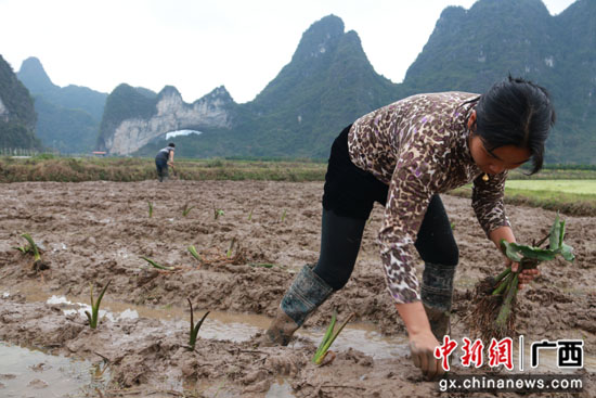 广西平乐县开设“微课堂” 掌上“传经”春耕忙