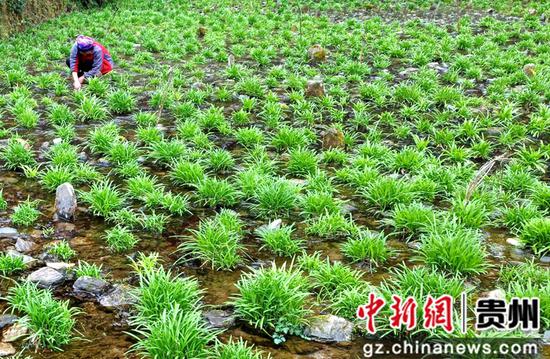 龍河村村民在管護當地特有韭菜品種:水韭菜 龍河村村民在管護當地特有韭菜品種:水韭菜