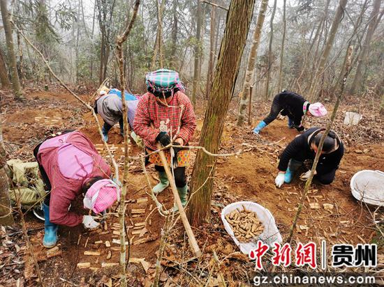雷山縣天麻種植戶在搶種天麻 雷山縣天麻種植戶在搶種天麻