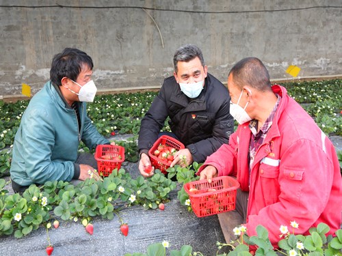 轮台县：“绿色通道”上的草莓热销忙