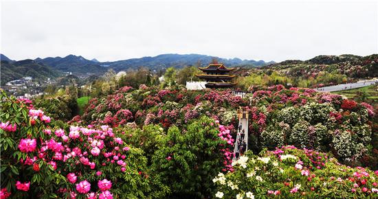 经充分准备后,于2月28日中午12:00对百里杜鹃普底景区,金坡景区,彝山